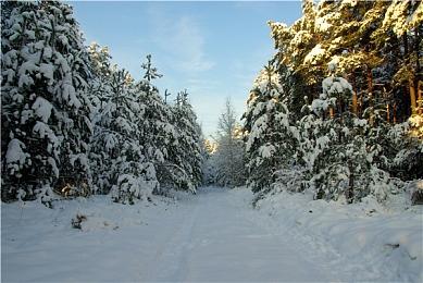 E3：国产游戏《动物派对》暗示将亮相Xbox发布会